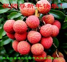 法轮功,黑龙江大法弟子恭祝师尊新年好(19条)