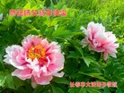 ֹ,󷨵ӹףʦ(20)