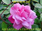 ֹ,ɶ󷨵ӹףʦ(20)