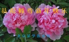 法轮功,北京大法弟子恭祝师尊新年好(21条)