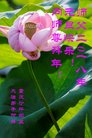 法轮功,重庆大法弟子恭祝师尊新年好(21条)