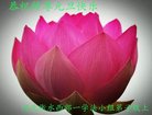ֹ,ӱ󷨵ӹףʦ(20)