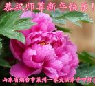法轮功,山东大法弟子恭祝师尊新年好(28条)