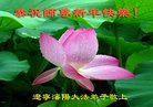 法轮功,沈阳大法弟子恭祝师尊新年好(24条)