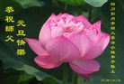 法轮功,成都大法弟子恭祝师尊新年好(18条)
