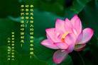 法轮功,重庆大法弟子恭祝师尊新年好(21条)