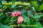 法轮功,重庆大法弟子恭祝师尊新年好(27条)