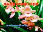 ֹ,󷨵ӹףʦ(25)