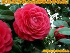 ֹ,ʡ󷨵ӹףʦ(22)