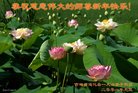 ֹ,ʡ󷨵ӹףʦ(22)