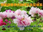 法轮功,重庆大法弟子恭祝师尊新年好(27条)