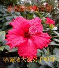 ֹ,󷨵ӹףʦ(20)