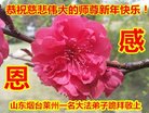 法轮功,山东大法弟子恭祝师尊新年好(30条)