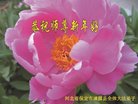 ֹ,󷨵ӹףʦ(22)