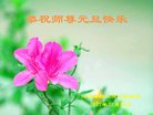 法轮功,廊坊大法弟子恭祝师尊新年好(24条)