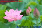 ֹ,󷨵ӹףʦ(26)