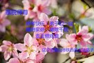 法轮功,辽宁大法弟子恭祝师尊新年好(20条)