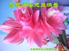 ֹ,󷨵ӹףʦ(20)
