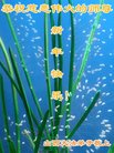 法轮功,山西大法弟子恭祝师尊新年好(24条)