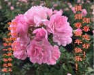 ֹ,󷨵ӹףʦ(22)