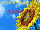 法轮功,河北大法弟子恭祝师尊新年好(26条)