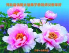 ֹ,ӱ󷨵ӹףʦ(26)