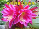 ֹ,󷨵ӹףʦ(22)