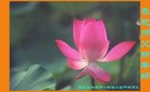 法轮功,河北大法弟子恭祝师尊新年好(23条)