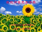法轮功,广东大法弟子恭祝师尊新年好(28条)