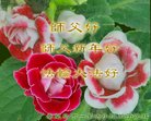 ֹ,ػʵ󷨵ӹףʦ(20)