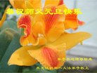法轮功,黑龙江大法弟子恭祝师尊新年好(19条)