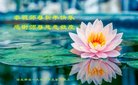 法轮功,河北大法弟子恭祝师尊新年好(26条)