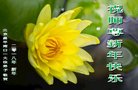 法轮功,北京大法弟子恭祝师尊新年好(21条)