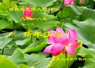 法轮功,山西大法弟子恭祝师尊新年好(23条)