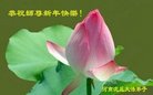 法轮功,河南大法弟子恭祝师尊新年好(24条)