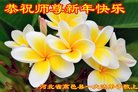 法轮功,石家庄大法弟子恭祝师尊新年好(21条)