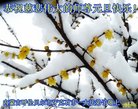 法轮功,内蒙古大法弟子恭祝师尊新年好(22条)