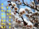 法轮功,齐齐哈尔大法弟子恭祝师尊新年好(21条)