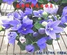 ֹ,󷨵ӹףʦ(28)