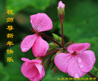 ֹ,󷨵ӹףʦ(22)