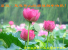 法轮功,河南大法弟子恭祝师尊新年好(29条)