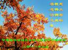 ֹ,󷨵ӹףʦ(19)