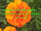 ֹ,󷨵ӹףʦ(22)