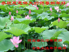 法轮功,廊坊大法弟子恭祝师尊新年好(24条)