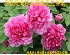 ֹ,󷨵ӹףʦ(28)