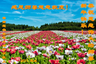 法轮功,云南大法弟子恭祝师尊新年好(22条)