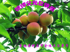 法轮功,吉林市大法弟子恭祝师尊新年好(22条)