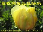 法轮功,广东大法弟子恭祝师尊新年好(28条)