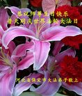 法轮功,保定大法弟子恭贺世界法轮大法日暨师尊华诞(21条)