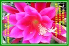 ֹ,ɹŴ󷨵ӹ編ִʦ𻪵(20)